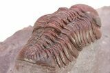 Red Austerops Trilobite - Hmar Laghdad, Morocco #282814-3
